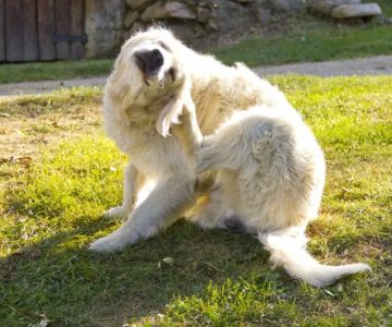 How to Recognize Lice or Mites in Pets: A Guide for Pet Owners