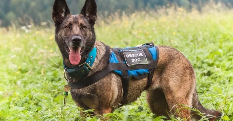 How to Re-Train a Rescue Dog with Unknown History: Tips and Techniques