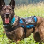 How to Re-Train a Rescue Dog with Unknown History: Tips and Techniques