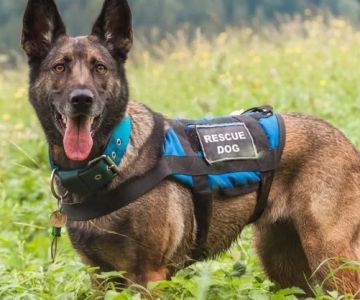 How to Re-Train a Rescue Dog with Unknown History: Tips and Techniques