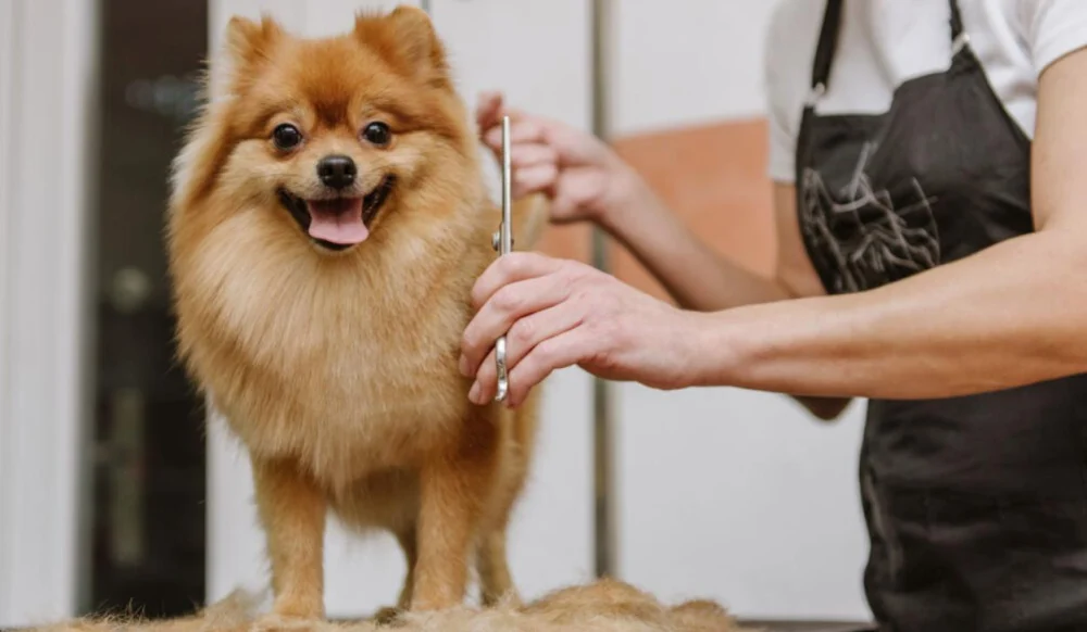 Pet Store Near Me
