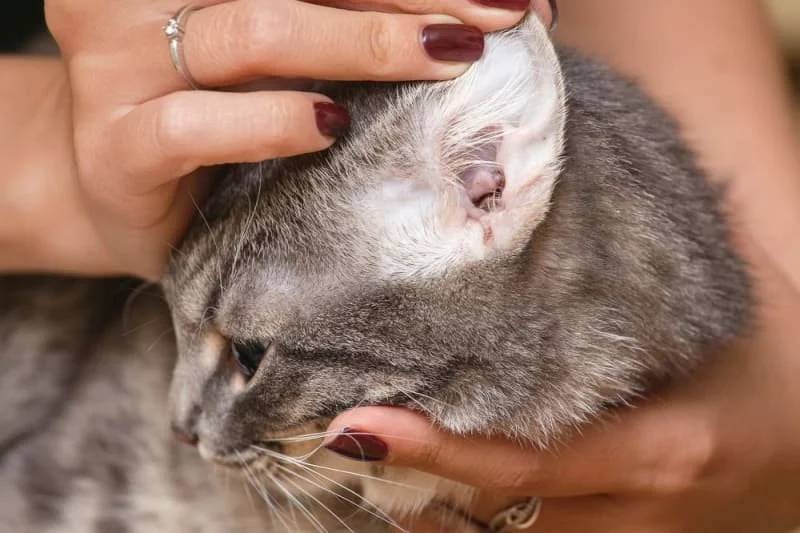 How to Detect & Manage Pet Ear Tumors: A Comprehensive Guide