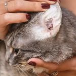 How to Detect & Manage Pet Ear Tumors: A Comprehensive Guide