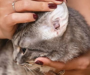 How to Detect & Manage Pet Ear Tumors: A Comprehensive Guide