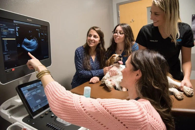 How to Find the Right Specialist Vet (Cardio, Ortho, Neuro)