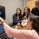 How to Find the Right Specialist Vet (Cardio, Ortho, Neuro)