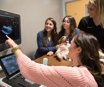 How to Find the Right Specialist Vet (Cardio, Ortho, Neuro)