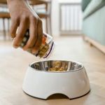 Why Some Pets Reject New Food & How to Smooth the Transition