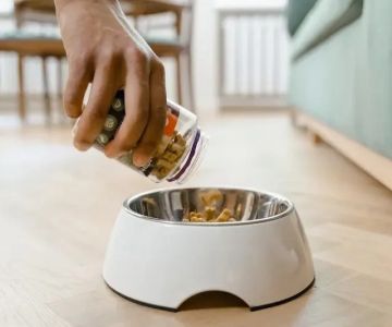 Why Some Pets Reject New Food & How to Smooth the Transition