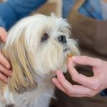 Essential Vitamins & Minerals Pets Need for Healthy Living