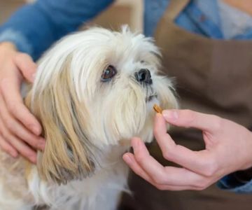 Essential Vitamins & Minerals Pets Need for Healthy Living