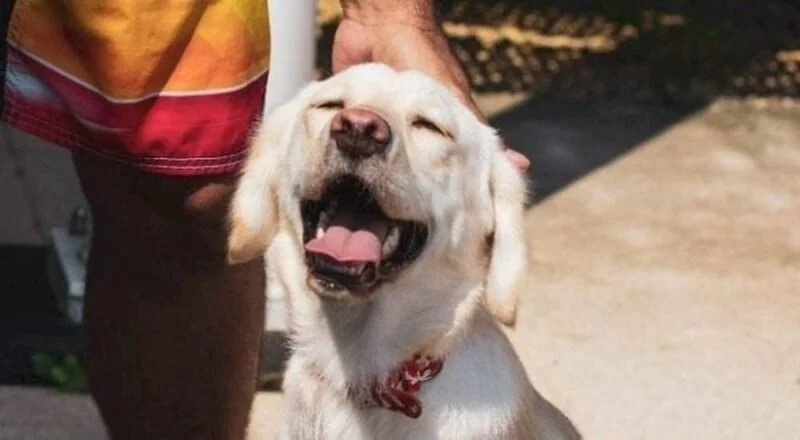 Understanding Pet Insurance: What Is and Isn’t Covered