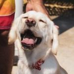 Understanding Pet Insurance: What Is and Isn’t Covered