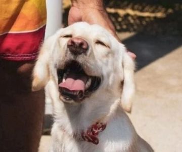 Understanding Pet Insurance: What Is and Isn’t Covered