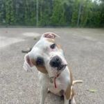 What to Do After a Pet Emergency: Step-by-Step Guide