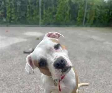 What to Do After a Pet Emergency: Step-by-Step Guide