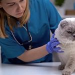 How to Create a Yearly Wellness Plan for Your Pet