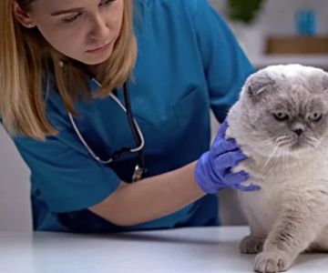 How to Create a Yearly Wellness Plan for Your Pet