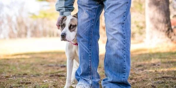 How to Build Confidence in a Shy Pet