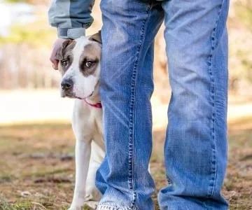 How to Build Confidence in a Shy Pet