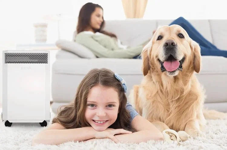 The Impact of Indoor Air Quality on Pet Respiratory Health