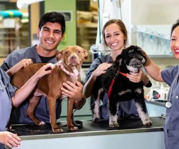 What to Ask Before Boarding Your Pet: Vet & Staff Questions | Pet & Puppy