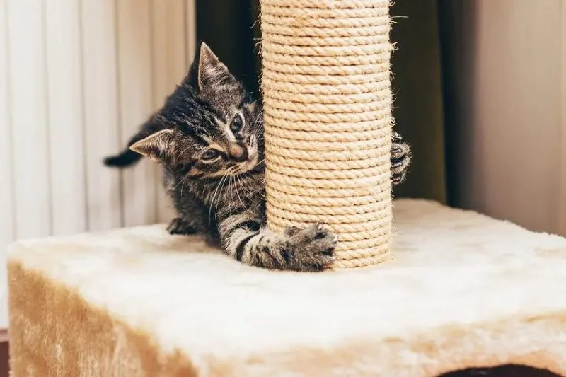 How to Teach Cats to Use a Scratching Post