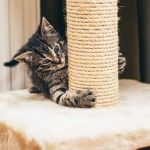 How to Teach Cats to Use a Scratching Post