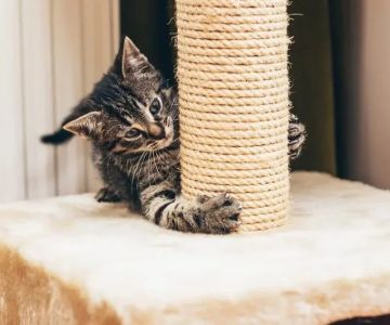 How to Teach Cats to Use a Scratching Post