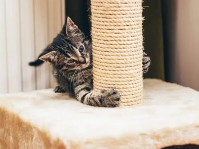 How to Teach Cats to Use a Scratching Post