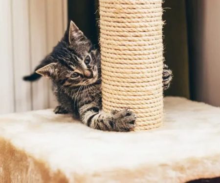 How to Teach Cats to Use a Scratching Post