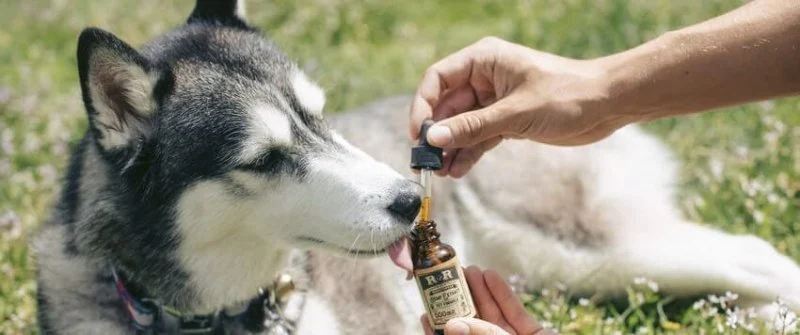How to Use CBD or Hemp Products for Pets: What Science Says
