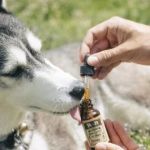 How to Use CBD or Hemp Products for Pets: What Science Says