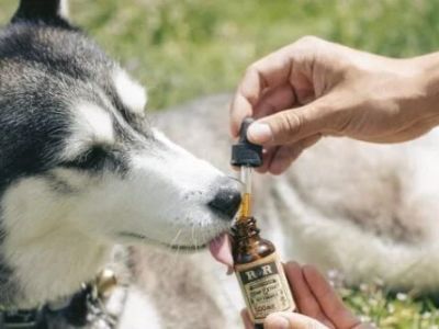 How to Use CBD or Hemp Products for Pets: What Science Says