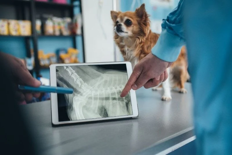 How AI & Machine Learning Are Shaping Veterinary Diagnostics
