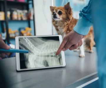 How AI & Machine Learning Are Shaping Veterinary Diagnostics
