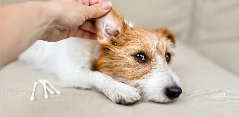 Ear Infections in Dogs: Prevention, Treatment, and Aftercare