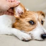 Ear Infections in Dogs: Prevention, Treatment, and Aftercare