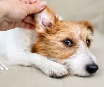 Ear Infections in Dogs: Prevention, Treatment, and Aftercare