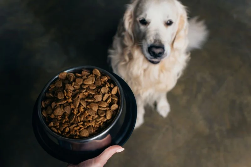 How to Choose the Right Dog Food: Key Ingredients and Tips