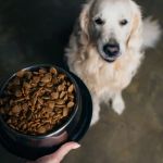 How to Choose the Right Dog Food: Key Ingredients and Tips