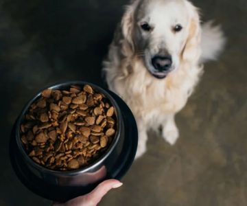 How to Choose the Right Dog Food: Key Ingredients and Tips