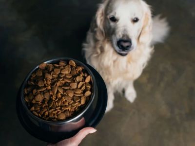 How to Choose the Right Dog Food: Key Ingredients and Tips