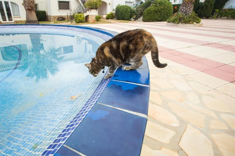 How Long Can Pets Go Without Water? Risks & Guidelines
