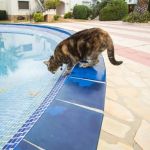 How Long Can Pets Go Without Water? Risks & Guidelines