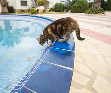 How Long Can Pets Go Without Water? Risks & Guidelines
