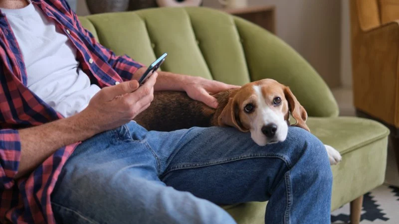 How Social Media Influences Pet Care Decisions and Pet Product Choices