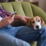 How Social Media Influences Pet Care Decisions and Pet Product Choices
