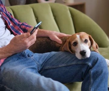 How Social Media Influences Pet Care Decisions and Pet Product Choices
