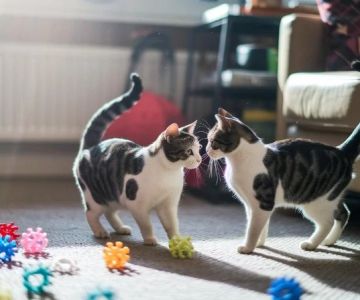 How to Manage Multi-Pet Households: Tips for Feeding, Space, and Harmony